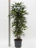 Rhapis excelsa bush (200-220) 200 cm  burobloemen