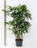 Rhapis excelsa bush (190-220) 190 cm  burobloemen