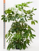 Schefflera amate vertakt 200 cm  burobloemen