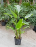 Strelitzia nicolai toef 130 cm  burobloemen