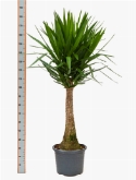 Yucca elephantipes stam (90) 180 cm  burobloemen