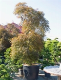 Acer palmatum vertakt 375 cm  burobloemen