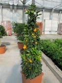 Foto van Citrus (citrofortunella) calamondin pyramide 180 cm via burobloemen