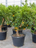 Foto van Citrus sinensis stam extra (175-200) 200 cm via burobloemen