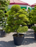 Ilex crenata bonsai (200-240) 230 cm  burobloemen