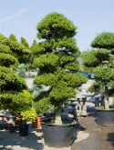 Foto van Ilex crenata bonsai (270-³00) 280 cm via burobloemen
