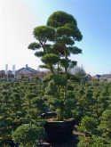 Ilex crenata bonsai|vertakt 350 cm  burobloemen