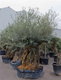 Foto van Olea europaea bonsai 250 cm via burobloemen