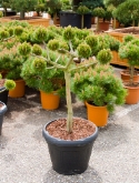 Pinus brepo pon pon (10+bol) 120 cm  burobloemen
