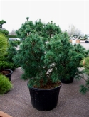 Foto van Pinus parvifolia schoons bonsai bonsai 195 cm via burobloemen