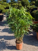 Pseudosasa japonica bush (120-1³0) 120 cm  burobloemen