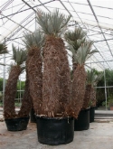 Trithrinax campestris stam ³pp 600 cm  burobloemen