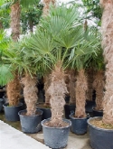 Trachycarpus fortunei stam (100-110) 275 cm  burobloemen