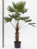 Trachycarpus wagnerianus stam (80) 220 cm  burobloemen