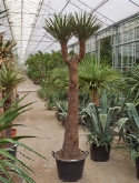 Foto van Yucca filifera stam (210-2³0) 220 cm via burobloemen