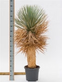 Yucca rostrata stam (50-60) 120 cm  burobloemen