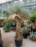 Foto van Yucca rostrata vertakt (200-220) 210 cm via burobloemen