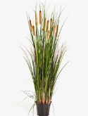 Foto van Cattail grass via burobloemen