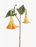 Datura tak geel-oranje  burobloemen