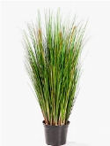Foto van Grass foxtail green via burobloemen