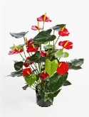 Anthurium de luxe red with pot  burobloemen