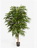 Foto van Longifolia royal tree via burobloemen