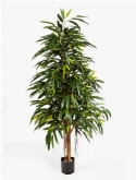 Longifolia royal natural  burobloemen