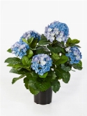Foto van Hydrangea pot bush de luxe blue via burobloemen