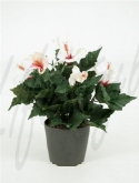 Foto van Hibiscus crème-rood (6|doos) via burobloemen