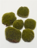 Moss zak (6 st.)  burobloemen