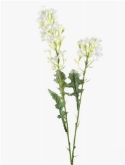 Phlox spray x2 white  burobloemen