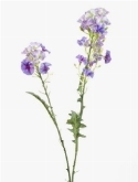 Phlox spray x2 purple  burobloemen