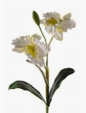 Cattleya spray white  burobloemen