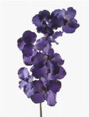 Foto van Vanda spray blue|purple via burobloemen