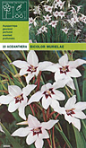Foto van Acidanthera bicolor per 10 via burobloemen