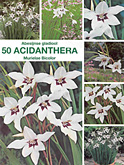 Foto van Acidanthera bicolor per 50 via burobloemen