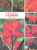 Canna bruinbladig rood per 3  burobloemen
