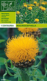 Centaurea macrocephela per 1  burobloemen