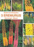 Eremurus gemengd per 3  burobloemen