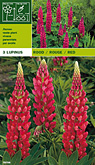 Foto van Lupinus rood per 3 via burobloemen