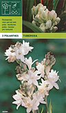 Polianthus tuberosa per 3  burobloemen