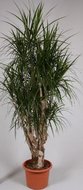 Dracaena marginata (zwaar vetrakt)  homemeetsnature