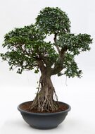 Ficus microcarpa bonsai vertakt  homemeetsnature