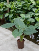 Foto van Alocasia wentii 85 cm via burobloemen