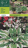 Foto van R gertrude jekyll in pot (per stuk) via dewilde