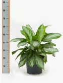 Foto van Aglaonema silver bay bush 60 cm via burobloemen