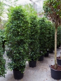 Foto van Ficus nitida pyramide 280 cm via burobloemen