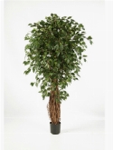 Foto van Ficus liana exotica de luxe via burobloemen